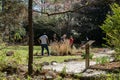 Volunteers working at Swan Lake Iris Gardens, Sumter, SC